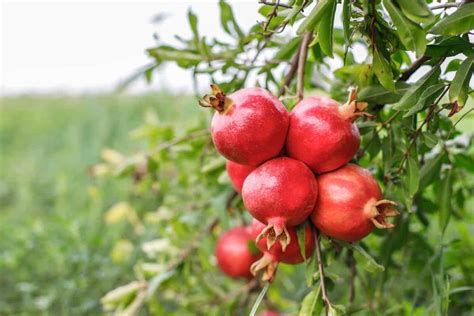  Whispers of the Pomegranate Tree: A Journey into the Heart of Ancient Persia